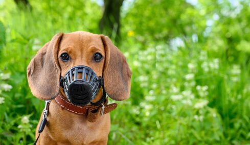 Πώς να αντιδράσετε αν συναντήσετε έναν σκύλο με φίμωτρο