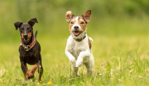 Έχουν οι σκύλοι αγαπημένους φίλους; Με ποια κριτήρια τους επιλέγουν
