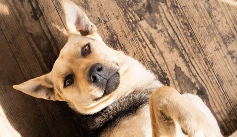 Υιοθετήσατε έναν ενήλικο σκύλο; Πώς πρέπει να είναι οι πρώτες μέρες στο σπίτι