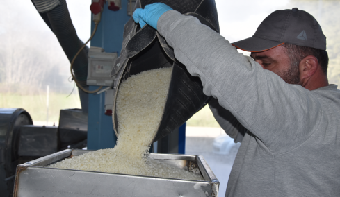 Πολύτιμα για τη Χίο τα «δάκρυα» του μαστιχόδεντρου - Μαστίχι αξίας 20 εκατ. ευρώ φέτος στους παραγωγούς 