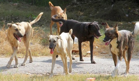 Κτηνωδία στην Χαλκιδική με μαζική δηλητηρίαση 21 σκύλων