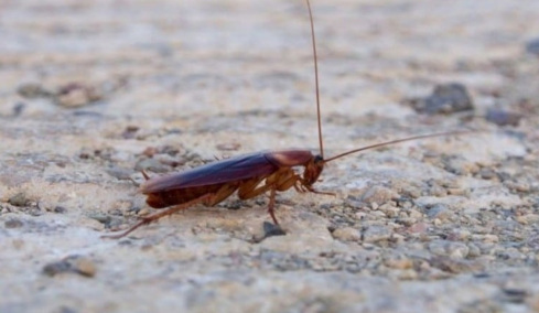 Γιατί οι κατσαρίδες είναι επικίνδυνες ακόμη κι όταν δεν τις βλέπουμε