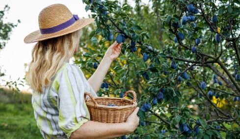Το αποξηραμένο φρούτο που «κάνει θαύματα» στις 55αρες – Δείτε γιατί