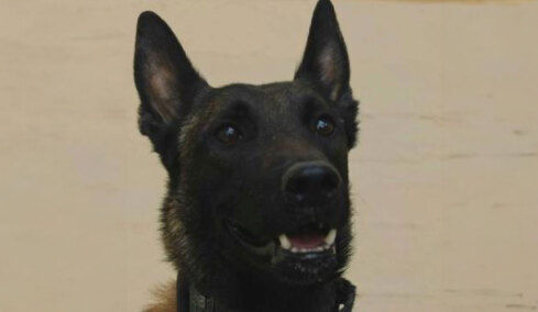 «Αφαίρεσαν τη ζωή από τον Echo μας»: Πέθανε ο σκύλος που είχε βρει νεκρό τον Μπάμπη Κούτσικο και συμμετείχε στις έρευνες για τον Βασίλη Καλογήρου