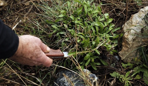 Μαζεύοντας άγρια χόρτα: Πλήρης οδηγός για να τα αναγνωρίσετε