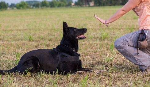 Οι πρώτες τρεις εντολές που πρέπει να μάθει ο σκύλος σας