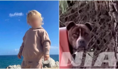 Συγκλονισμένη η Ζάκυνθος από την επίθεση του πίτμπουλ στον 2χρονο Λίο,«η κόρη μου φώναξε και έτρεξα, δεν άκουσα κάτι άλλο» λέει ο πατέρας του