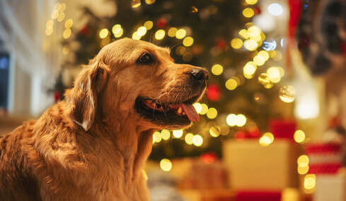 Τα χριστουγεννιάτικα τραγούδια που «μισεί» ο σκύλος: Ποια να προτιμήσετε
