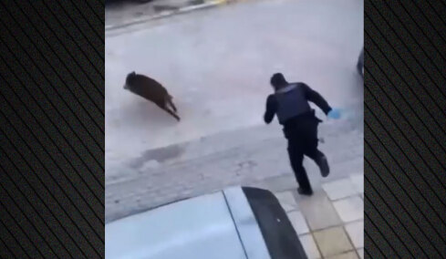 Απίστευτο σκηνικό στη Θεσσαλονίκη με αστυνομικούς να κυνηγάνε αγριογούρουνο στον Εύοσμο, δείτε βίντεο