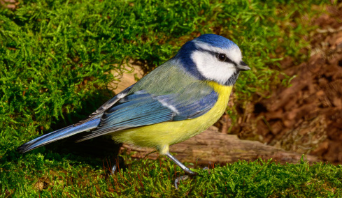 Η Δαδιά ξαναγεννιέται από τις στάχτες της: Ο σπίνος, ο καλόγερος, η γαλαζοπαπαδίτσα, το κοτσύφι και ο φλώρος επιστρέφουν στο δάσος
