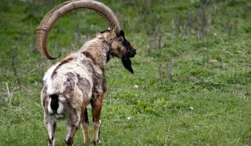 Το απίστευτο λάθος που κάνουμε όλοι με τα Κρι-Κρι της Κρήτης – Από πού προέκυψε το όνομά του και η σχέση με τον πρόεδρο Τρούμαν