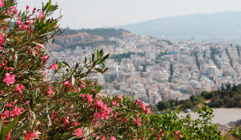 Πόλεμος για το «ξήλωμα» της πικροδάφνης από σχολεία, πεζοδρόμια και πλατείες - Αντιδρούν περιβαλλοντολόγοι, επιμένουν οι γιατροί