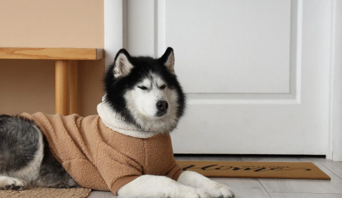 Τι μπορούμε να κάνουμε αν οι καλεσμένοι στο σπίτι μας φοβούνται τους σκύλους