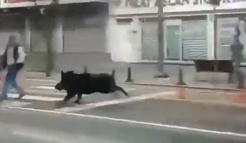 Αγριογούρουνο εισέβαλε σε πολυσύχναστο δρόμο της Τουρκίας και άρχισε να τρέχει τραυματίζοντας τρία άτομα, δείτε βίντεο

