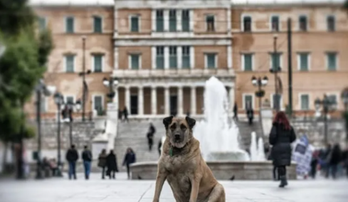 ΥΠΕΣ: Ομάδα εργασίας για αδειοδότηση εγκαταστάσεων αδέσποτων ζώων