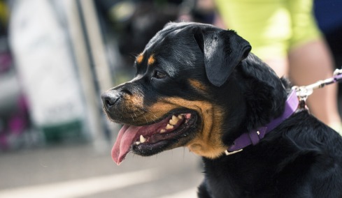 Ροτβάιλερ επιτέθηκε και τραυμάτισε πολίτη στην Καλαμάτα - Αστυνομικός πυροβόλησε και σκότωσε τον σκύλο