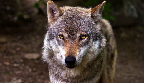 Λύκος επιτέθηκε σε παρέα περιπατητών στα Βασιλικά Κτήματα στο Τατόι!
