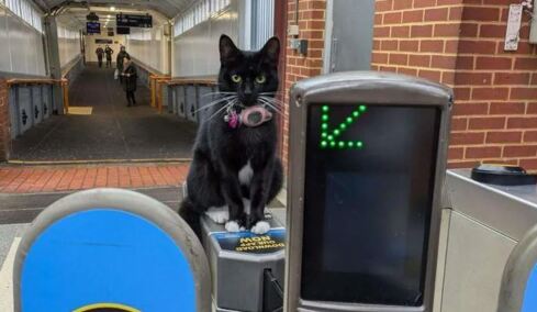 Η γάτα που πήρε μόνη της το τρένο και έκανε ένα ταξίδι σχεδόν 30 χιλιομέτρων