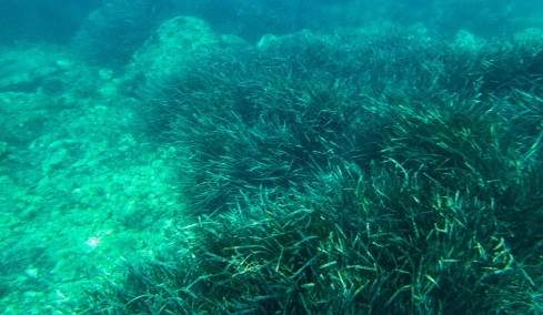 Σώζοντας τα λιβάδια Ποσειδωνίας στο Πόρτο Ράφτη