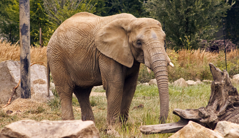 Eλέφαντας - φονιάς στην Ινδία έχει σκοτώσει 20 άτομα σε εννέα ημέρες, ανάμεσά τους και έναν πατέρα με τα παιδιά του 6 και 8 ετών

