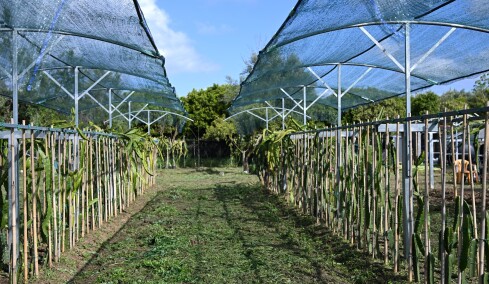 The Dragonfruit Farm: Μία πειραματική καλλιέργεια τροπικών φυτών στην Καλαμάτα