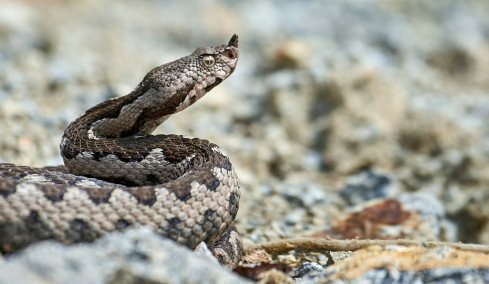 Πώς θα ξεχωρίσετε μια οχιά από ένα ακίνδυνο φίδι