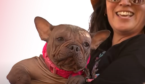 Petunia: O «Ασχημότερος Σκύλος του Κόσμου» για το 2025