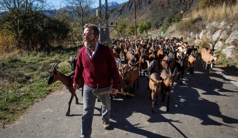 Ισπανία: Πεινασμένες κατσίκες στους δρόμους προστατεύουν την Καταλονία από τις πυρκαγιές (βίντεο)
