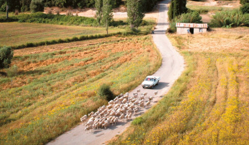 Πρώην πρόεδρος ΟΠΕΚΕΠΕ: Το 2018-2019 τα αιγοπρόβατα στην Κρήτη ήταν περισσότερα από τις μύγες