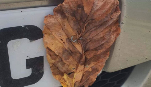 Το τρικ με το φύλλο που χρησιμοποιούν οι οδηγοί αυτοκινήτων για να γλυτώνουν πρόστιμα (vid)