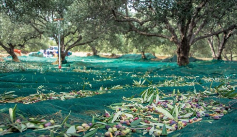 Η κυκλική οικονομία στην ελαιοκομία: Από τη θεωρία στην πράξη
