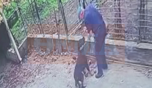 Πώς έγινε η άγρια επίθεση του ροτβάιλερ στον 76χρονο στην Καλαμάτα – Βίντεο ντοκουμέντο λίγο πριν ο σκύλος αρπάξει τον ιδιοκτήτη του