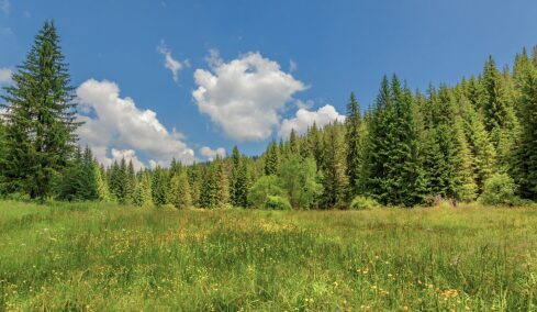Ελατιά Δράμας: Το καταπράσινο δάσος στα βουνά της
