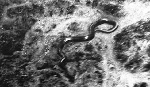 Πιλότος είδε φίδι 15 μέτρων στα δάση του Κονγκό: «Μπορούσε να με καταπιεί με μία χαψιά» (vid)