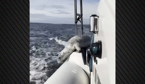 Η... μεγάλη απόδραση: Φώκια ξεφεύγει από τις όρκες πηδώντας στο σκάφος φωτογράφου, δείτε βίντεο