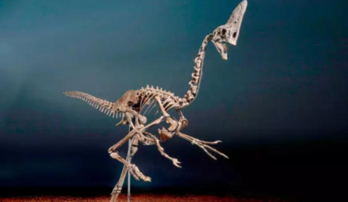 «Πωλείται όπως είναι... σκελετωμένο»: Ένας από τους τελευταίους Δεινόσαυρους βγαίνει στο σφυρί για 6 εκατ. ευρώ