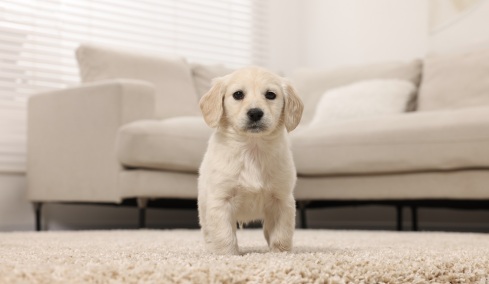 Πώς να «υποδεχθείτε» στο σπίτι σας το κουτάβι που υιοθετήσατε