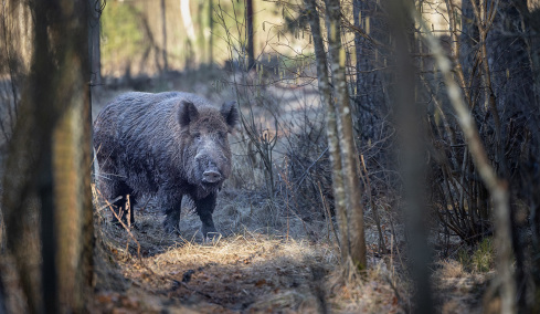 Αντιδράσεις για τις επιχειρήσεις θανάτωσης αγριόχοιρων στην Πολιτεία: Kάτοικοι έπεσαν πάνω σε οπλισμένους κυνηγούς μέσα στο δάσος