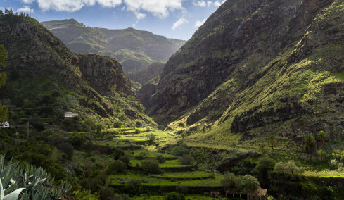 Κανάρια Νησιά: Με τι αντικατέστησαν τις μπανάνες και απογείωσαν τις εξαγωγές τους