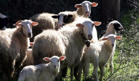 Ευλογιά: Η ώρα της εξειδίκευσης για την έκτακτη στήριξη στους κτηνοτρόφους