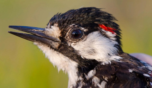 Το σπάνιο πουλί που εξαφανίστηκε πριν 30 χρόνια, αλλά επιστρέφει!