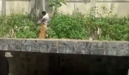 Τραγικός θάνατος για 19χρονο στη Βραζιλία: Μπήκε σε κλουβί ζωολογικού κήπου με λιοντάρια και τον κατασπάραξαν - Δείτε βίντεο