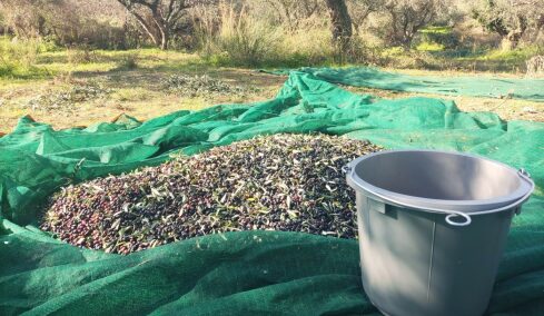 Παράταση έως 1η Μαΐου 2026 για το ψηφιακό δελτίο αποστολής ελαιοκάρπου