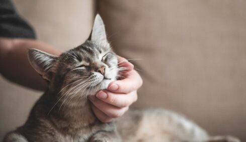 Πώς μπορούμε να δείξουμε στη γάτα μας πως τη νοιαζόμαστε