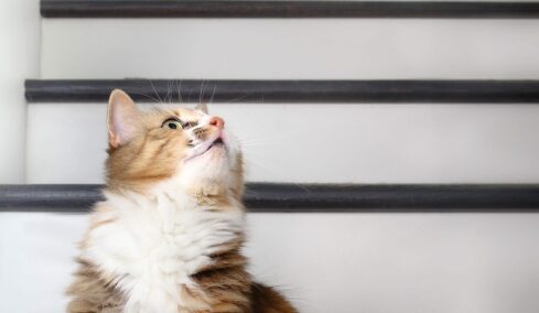 Οι ήχοι που δεν αντέχει η γάτα να ακούει – Τα σημάδια που το δείχνουν