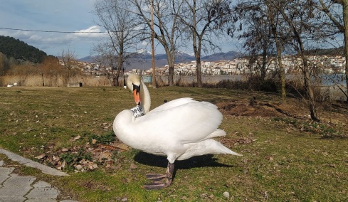 Οικογενειάρχης μετά από 3,5 χρόνια ο μοναχικός κύκνος της Καστοριάς που είχε χάσει το ταίρι του