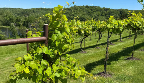 Τα «ξενιτεμένα» ελληνικά αμπέλια: Γιατί αυξάνεται η ζήτηση για ποικιλίες της χώρας μας από την Αμερική μέχρι την Αυστραλία