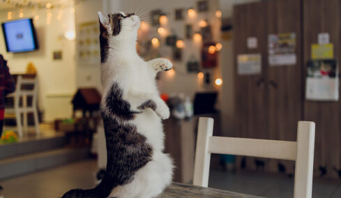 Γιατί η γάτα σας στέκεται όρθια στα πίσω της πόδια- 4 περίεργοι λόγοι