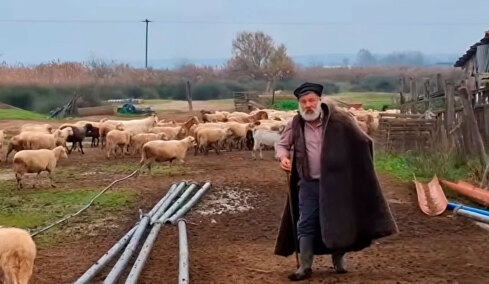Η ιστορική φυλή προβάτων Ρουμλουκίου που έκανε τον κτηνοτρόφο της Θεσσαλονίκης να λυγίσει: Γιατί κινδυνεύει με εξαφάνιση