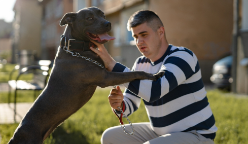 Pitbull: Πόσο αιμοβόρος και επιθετικός σκύλος είναι; Όλη η αλήθεια